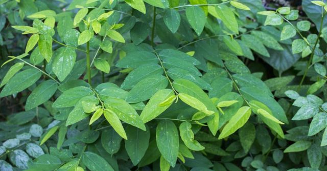 giảm cân bằng rau ngót